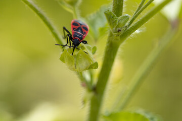 bug on a leaf