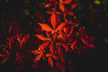 Red leaf on a red background. Concept of nature, taking care of vegetation, systematics of plants.