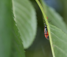 bug on a leaf