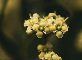 close up of a flower