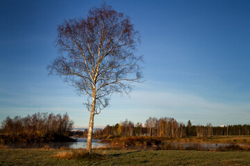 Fototapeta na wymiar Lonely Birch Tree By The River