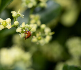 ladybird on a leaf