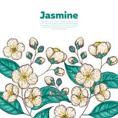 Floral illustration. Jasmine frame. Hand drawn vector illustration. Design template.