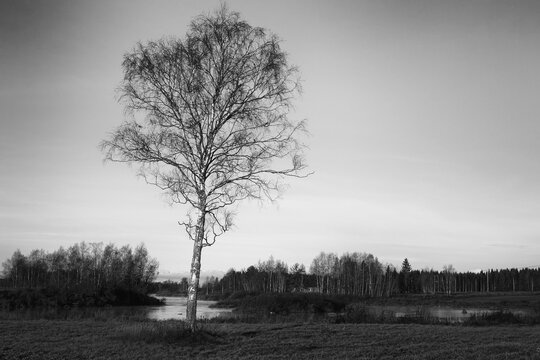 Lonely Birch Tree By The River