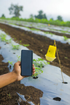 Young man Holding smartphone in hand and taking photo at watermelon field