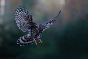 Northern goshawk (accipiter gentilis) flying in autumn in the forest of Noord Brabant in the Netherlands 