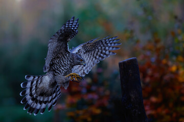 Northern goshawk (accipiter gentilis) flying in autumn in the forest of Noord Brabant in the Netherlands 