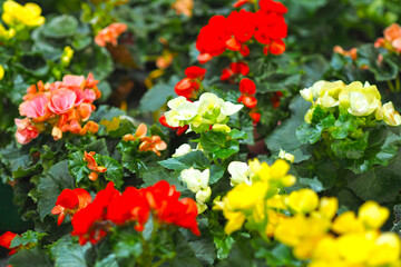 Fototapeta premium Background of fresh flowers. Houseplant. Selling flowers in the store