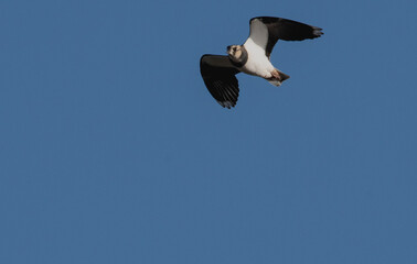 A Lapwing in flight, flying towards the left