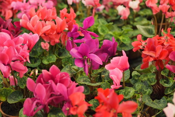 Background of fresh flowers. Houseplant. Selling flowers in the store