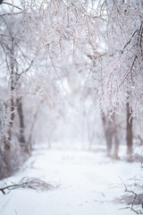 Fototapeta na wymiar Beautiful winter forest after heavy first snow