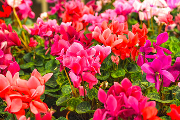 Background of fresh flowers. Houseplant. Selling flowers in the store