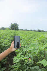 Young man Holding smartphone in hand at cotton field with copy space