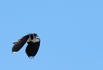 A single Lapwing in flight with a blue skyk background