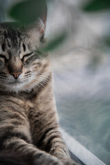 Close portrait of Arabian Mau breed striped tabby cat with closed eyes. Cat sleeping. 