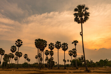 KOMPONG CHNANG, CAMBODIA - 20 March 2013: Cambodian farmers collect the palm juice from sugar palm trees in plastic containers hung over night.