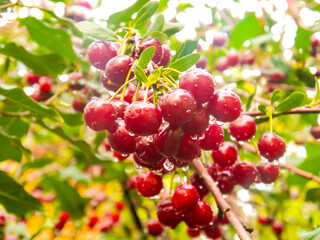 Many ripe cherries hang on a tree on a Sunny day in the garden