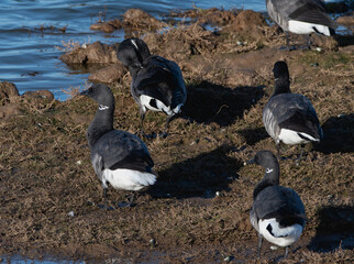 Brent Geese on a lake bank, with water and sand in the frame. 
