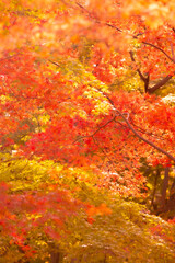 神代植物公園の紅葉