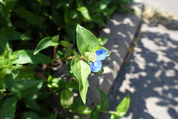 One blue flower of Commelina communis in July