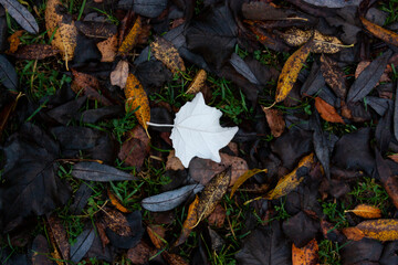 Horizontal photo from above with numerous of fallen faded leaves different colours laying on the ground in the forest and one greenish maple leaf in the center
