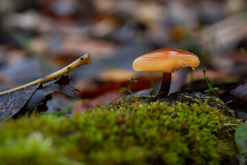 Horizontal сlose-up photo of an isolated orange mushroom with bitten off by an animal piece of wide convex cap growing on an old piece of wood covered with green moss in autumn forest