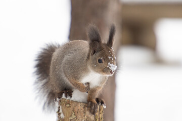 エゾリス冬物語