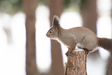 エゾリス冬物語