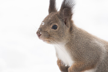 エゾリス冬物語