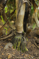 Close - up view of sorghum plant root