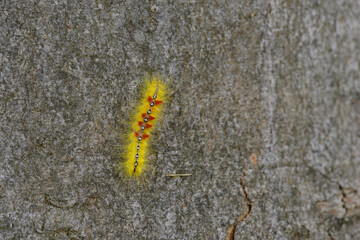 Raupe der Ahorn-Rindeneule (Acronicta aceris)	

