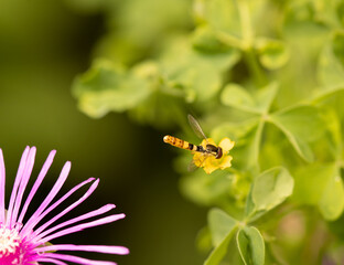 bee on flower