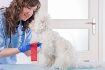 Woman vet with a dog