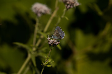 butterfly on a flower