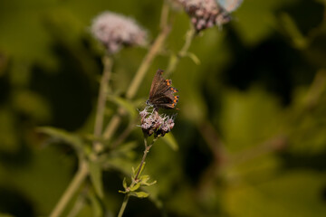 butterfly on a flower