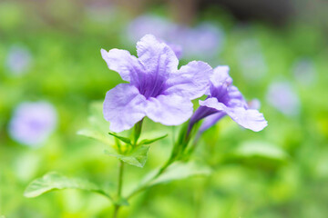 Obraz premium Ruellia tuberosa Flower Background