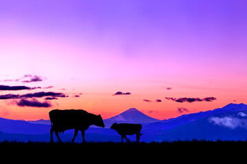 朝焼けの空に富士山のシルエットを背景に、高原の牧場で向き合う牛の親子のシルエット
