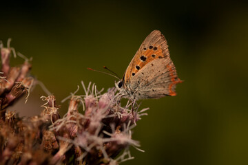 butterfly on a flower