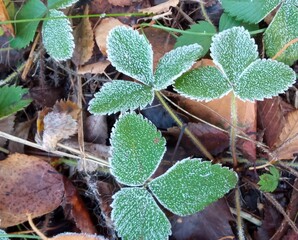 A close-up of ice crystals formed on the edge of a leaf.