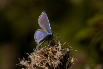 butterfly on a flower
