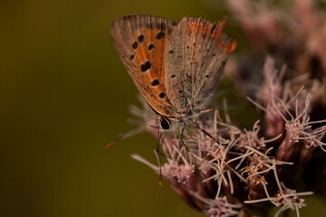 Naklejka premium butterfly on a flower