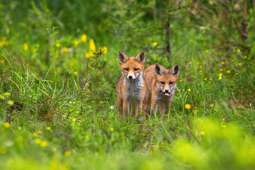 Two cubs of red fox, vulpes vulpes standing in the forest. Mammal siblings being out of hole and discovering the green forest clearing in summertime. Concept of animal family and purity.