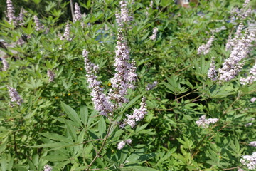 Florescence of chaste tree in mid July