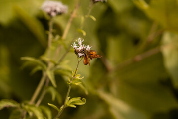 ants on a flower