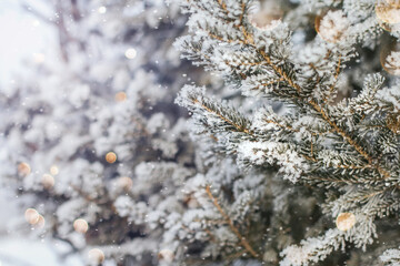 Snow-covered fir branches. Frost on the branches of a Christmas tree copy space.