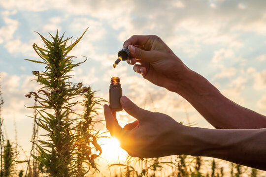 Hemp farmer holding Cbd oil made of Cannabis sativa plant in a dropper and bottle.