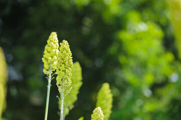 jowar grain or sorghum crop farm over blue sky background