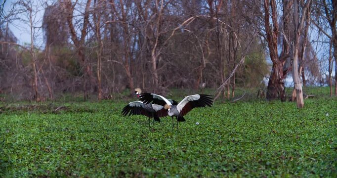 Two black crowned crane (crested crane) dancing in the swamp, Kenya, Africa