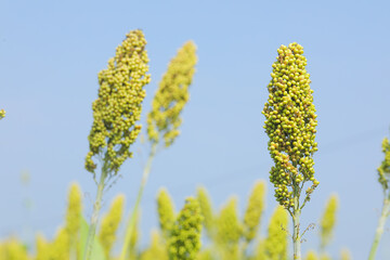 jowar grain or sorghum crop farm over blue sky background