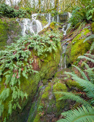 Scenic Far County Falls with boulders ferns red leaves lime green moss covered branches in a lush green forest in Washington State